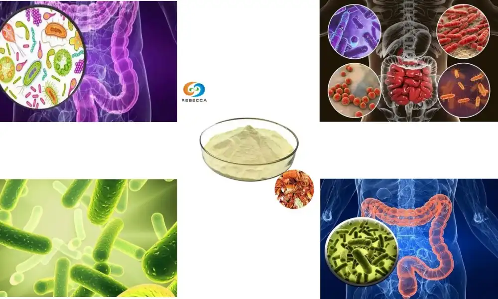 How does chitosan oligosaccharide influence gut microbiota composition?